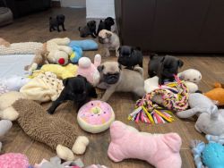 AKC registered Pug Puppies