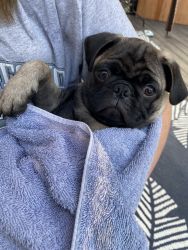 2 pug puppies for sale