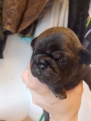 Pure Bred Pug Puppies for sale