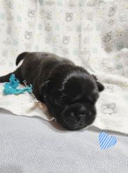 Available Pug Puppies