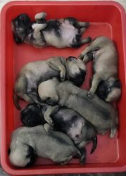 Pug puppies available in Chennai