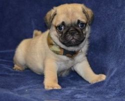 Akc Pug Puppies for sale.