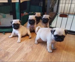 Cute And Gorgeous Pug Pups ready for new home!