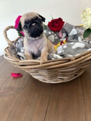 4 pug puppies left, ready to go next week