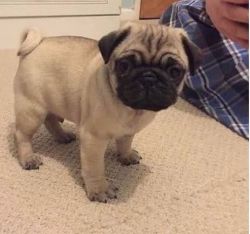 Gorgeous Pug Pups ready for new home!