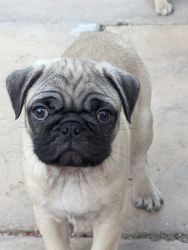 Baby pugs ready for their new home right now!