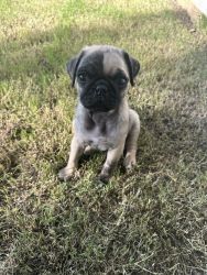 3 pug puppies for sale