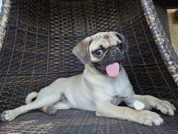 6 month old Female Pug for sale!