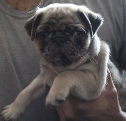 Pug puppy looking for new home