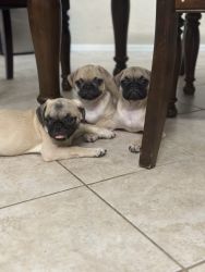 3 puppy pugs for SALE