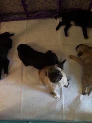 Rehoming Pug puppy
