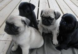 charming black and fawn Pug puppies