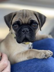 Pug Puppy available