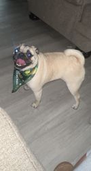 PUG LOVE IS LOOKING FOR A NEW HOME