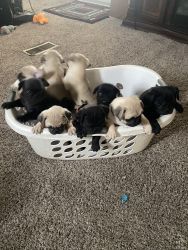 Pug pups for sale