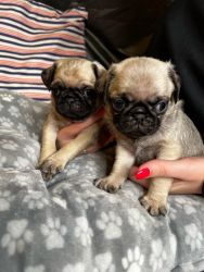 Pug puppies ready for home
