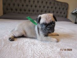 Fawn and Black Pug pups for sale