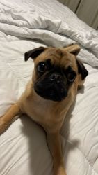 Pug 4 month old for sale