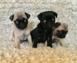 Pug Puppies black white & tan