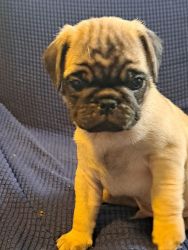 ACA Female Fawn Pug for sale