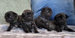 4wk Old Brindle and Black Male Pug Puppies. Ready for Dec 30th!