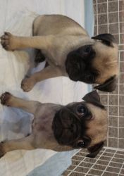 Two pug puppies both 7 weeks old