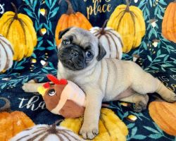 Adorable Perfect Pug Puppies