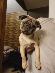 Pug Puppy Looking for forever home