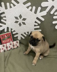 Adorable PugBulls for sale 250$ call Judy