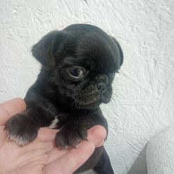 Black and silver Pugs