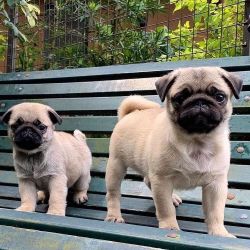 AKC Registered Pug Puppies