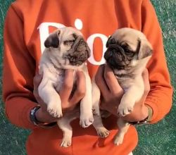 Pug male and female 2 months
