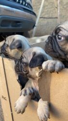 Rehome Pug Puppies