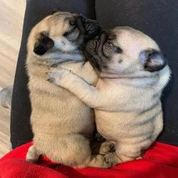 Beautiful pug pups for sale