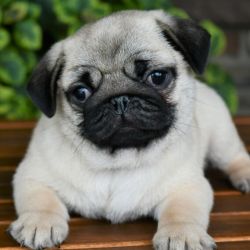 Pugs puppies for Good home