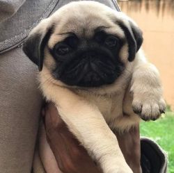 Pug puppies available call me