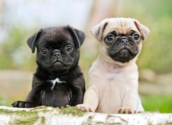 Affordable Pug Puppies