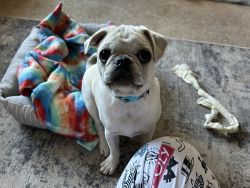 Sweet 10 month Old Male White Pug