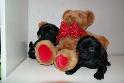 Champion Sired Fawn/Black Pug Puppies