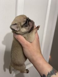 Baby girl pug