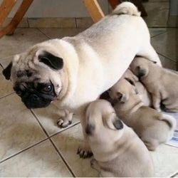 Pug Puppies with outstanding Personalities