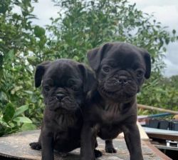 Black and Fawn Pug Puppies