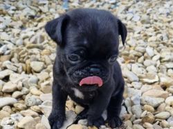 BLACK AND BROWN PUG PUPPIES