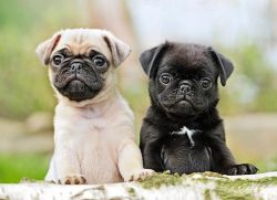 Cute Pug Puppies