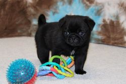 Great Pug Puppies for your family