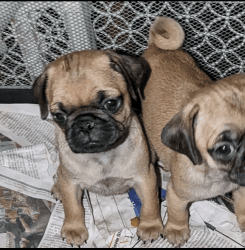 Pug puppies in Arvada