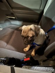 Rehoming pug