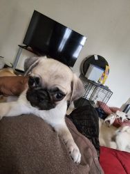 Adorable loving furry pug puppies little over 2 months old ready to