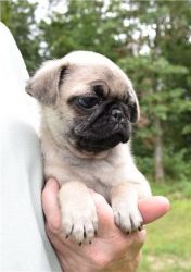 Cute Pug Puppies Available
