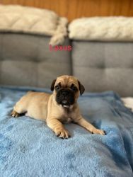 Frug puppies for sale